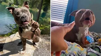 Pitbulls Being Wholesome EP.85 | Funny and Cute Pitbull Compilation