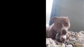 Pitbulls Being Wholesome EP.85 | Funny and Cute Pitbull Compilation