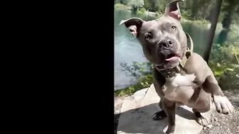 Pitbulls Being Wholesome EP.85 | Funny and Cute Pitbull Compilation