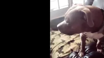 Pitbulls Being Wholesome EP.85 | Funny and Cute Pitbull Compilation