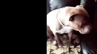 Pitbulls Being Wholesome EP.85 | Funny and Cute Pitbull Compilation