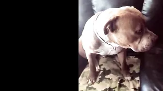 Pitbulls Being Wholesome EP.85 | Funny and Cute Pitbull Compilation