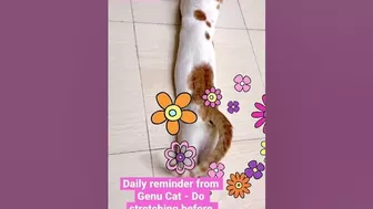 Daily Reminder from Genu Cat practice yoga and stretching every day before going to sleep ????