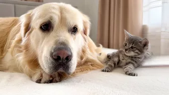 Tiny Kitten Reacts to Golden Retriever