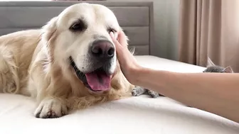 Tiny Kitten Reacts to Golden Retriever