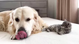 Tiny Kitten Reacts to Golden Retriever