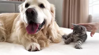 Tiny Kitten Reacts to Golden Retriever