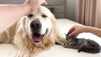 Tiny Kitten Reacts to Golden Retriever