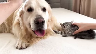 Tiny Kitten Reacts to Golden Retriever