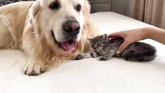 Tiny Kitten Reacts to Golden Retriever