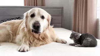 Tiny Kitten Reacts to Golden Retriever