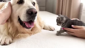 Tiny Kitten Reacts to Golden Retriever