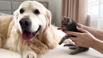 Tiny Kitten Reacts to Golden Retriever