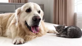 Tiny Kitten Reacts to Golden Retriever