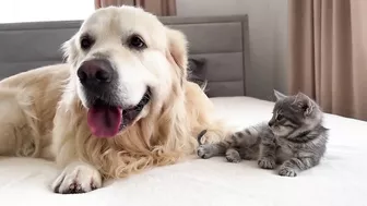 Tiny Kitten Reacts to Golden Retriever