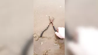 Wow! So strange find on the beach...