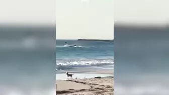 Dramatic moment light plane crashes into sea off WA beach | 7NEWS