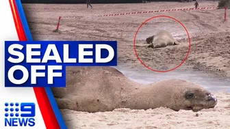 Exclusion zone in place as leopard seal rests on Melbourne beach | 9 News Australia