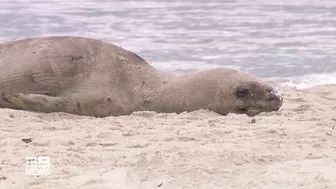 Exclusion zone in place as leopard seal rests on Melbourne beach | 9 News Australia