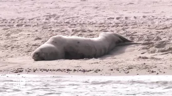 Exclusion zone in place as leopard seal rests on Melbourne beach | 9 News Australia