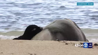 ‘Find another beach to recreate at’: Officials say of Kaimana Beach