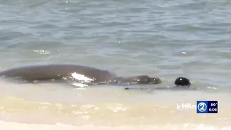 ‘Find another beach to recreate at’: Officials say of Kaimana Beach