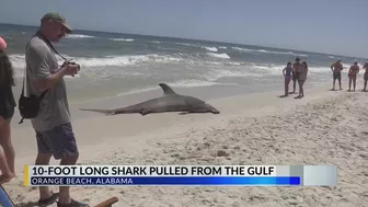 Massive shark washes ashore in Orange Beach