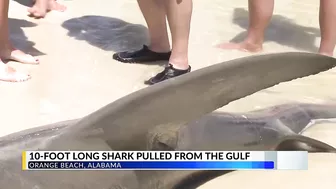 Massive shark washes ashore in Orange Beach