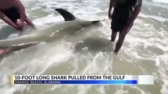 Massive shark washes ashore in Orange Beach