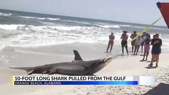 Massive shark washes ashore in Orange Beach