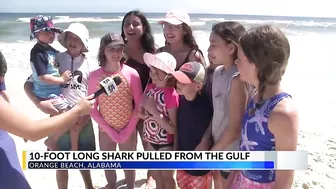 Massive shark washes ashore in Orange Beach