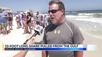 Massive shark washes ashore in Orange Beach