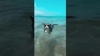 Cat Goes for a Swim at the Beach || ViralHog