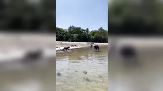 Cat Goes for a Swim at the Beach || ViralHog