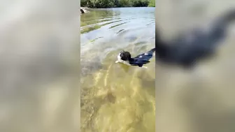 Cat Goes for a Swim at the Beach || ViralHog