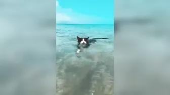 Cat Goes for a Swim at the Beach || ViralHog