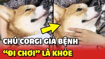 Bé Corgi GIẢ BỆNH lập tức TỈNH LẠI khi nghe 2 từ này ???? | Yêu Lu