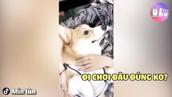 Bé Corgi GIẢ BỆNH lập tức TỈNH LẠI khi nghe 2 từ này ???? | Yêu Lu