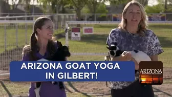 Find your zen with AZ Goat Yoga in Gilbert