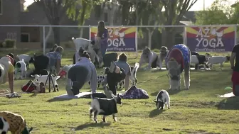 Find your zen with AZ Goat Yoga in Gilbert