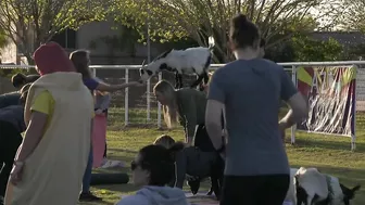 Find your zen with AZ Goat Yoga in Gilbert