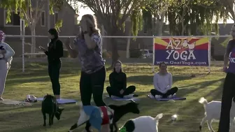 Find your zen with AZ Goat Yoga in Gilbert