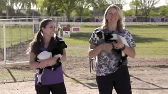 Find your zen with AZ Goat Yoga in Gilbert