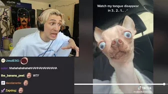 xQc Loses It After Finding A Rat Dog on TikTok