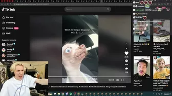 xQc Loses It After Finding A Rat Dog on TikTok