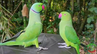 Indian Parrot Talking Videos Compilation