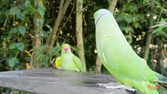 Indian Parrot Talking Videos Compilation