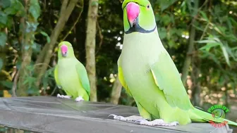 Indian Parrot Talking Videos Compilation