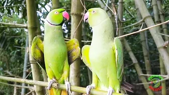 Indian Parrot Talking Videos Compilation