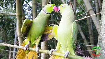 Indian Parrot Talking Videos Compilation